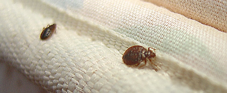 bed bug removal & treatment perth