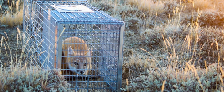 fox trapping