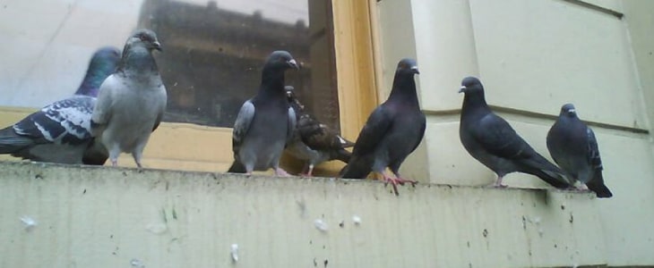 pigeon control perth