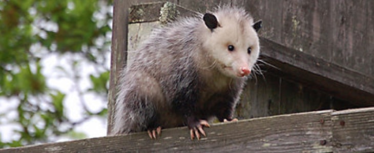 possum removal perth (2)