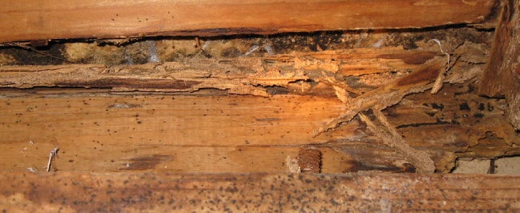 termite Inspection